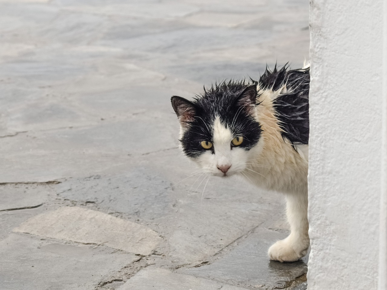 cat-2920718_1280