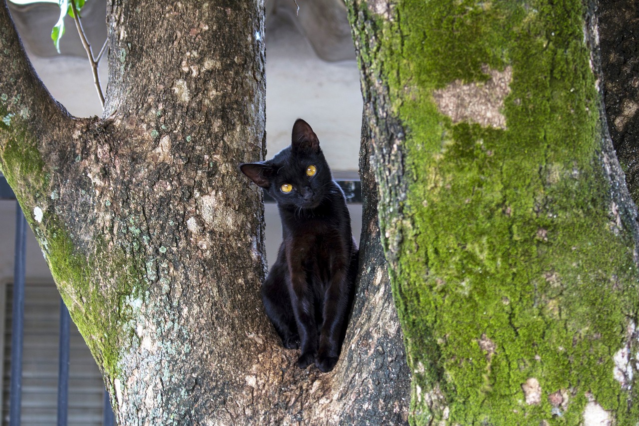 cat-3000725_1280 (1)