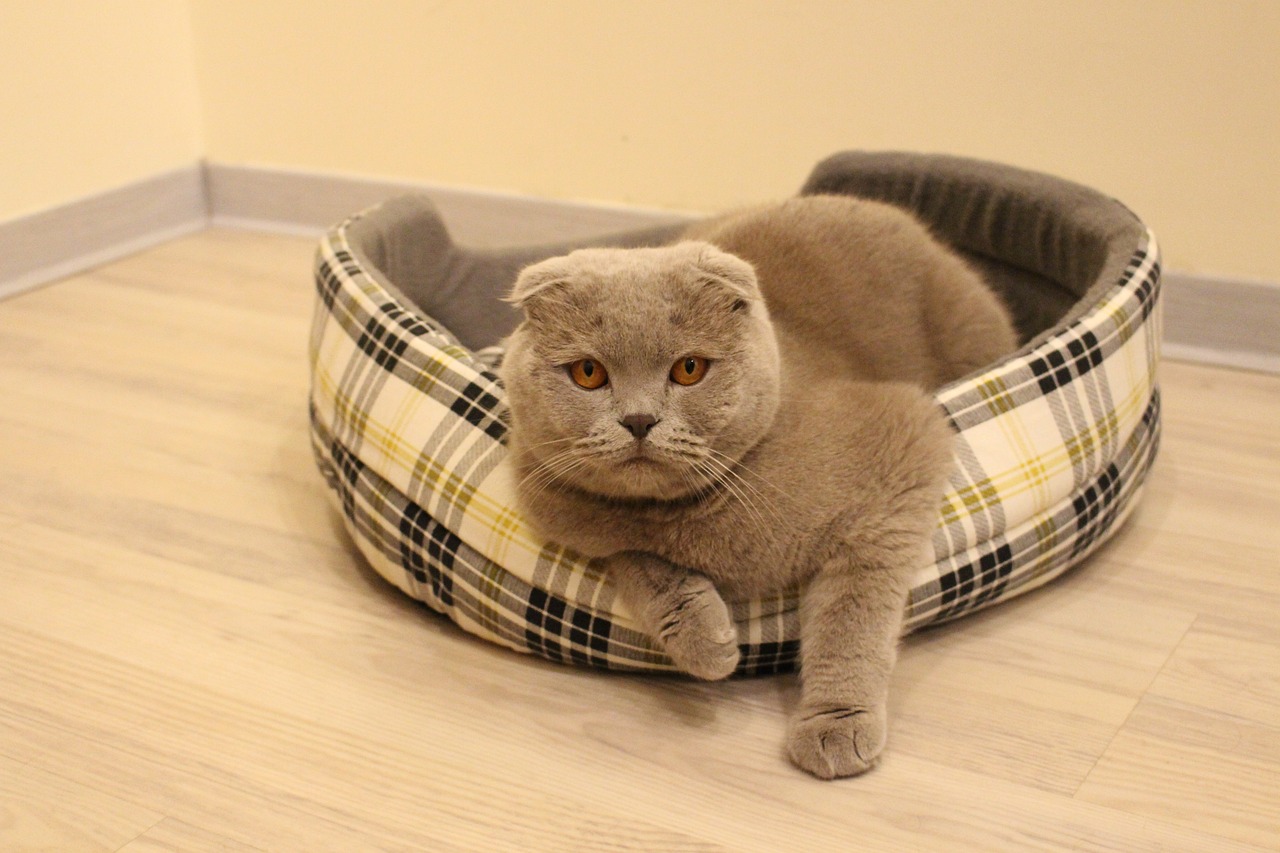 cat-3076495_1280