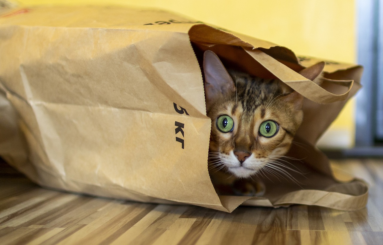 cat-4075772_1280
