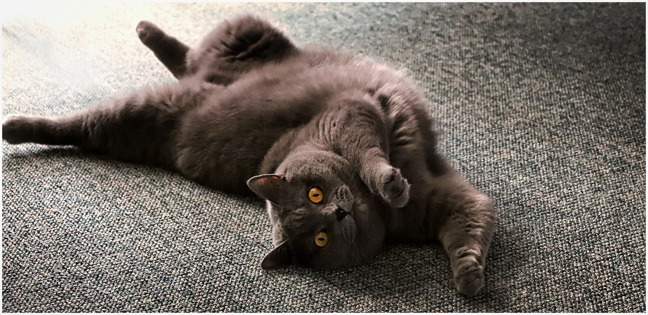 cat-4980341_1280