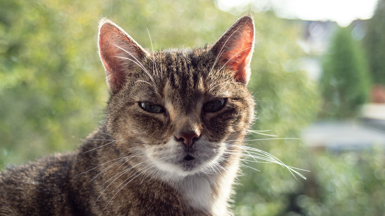 cat-5945073_1280