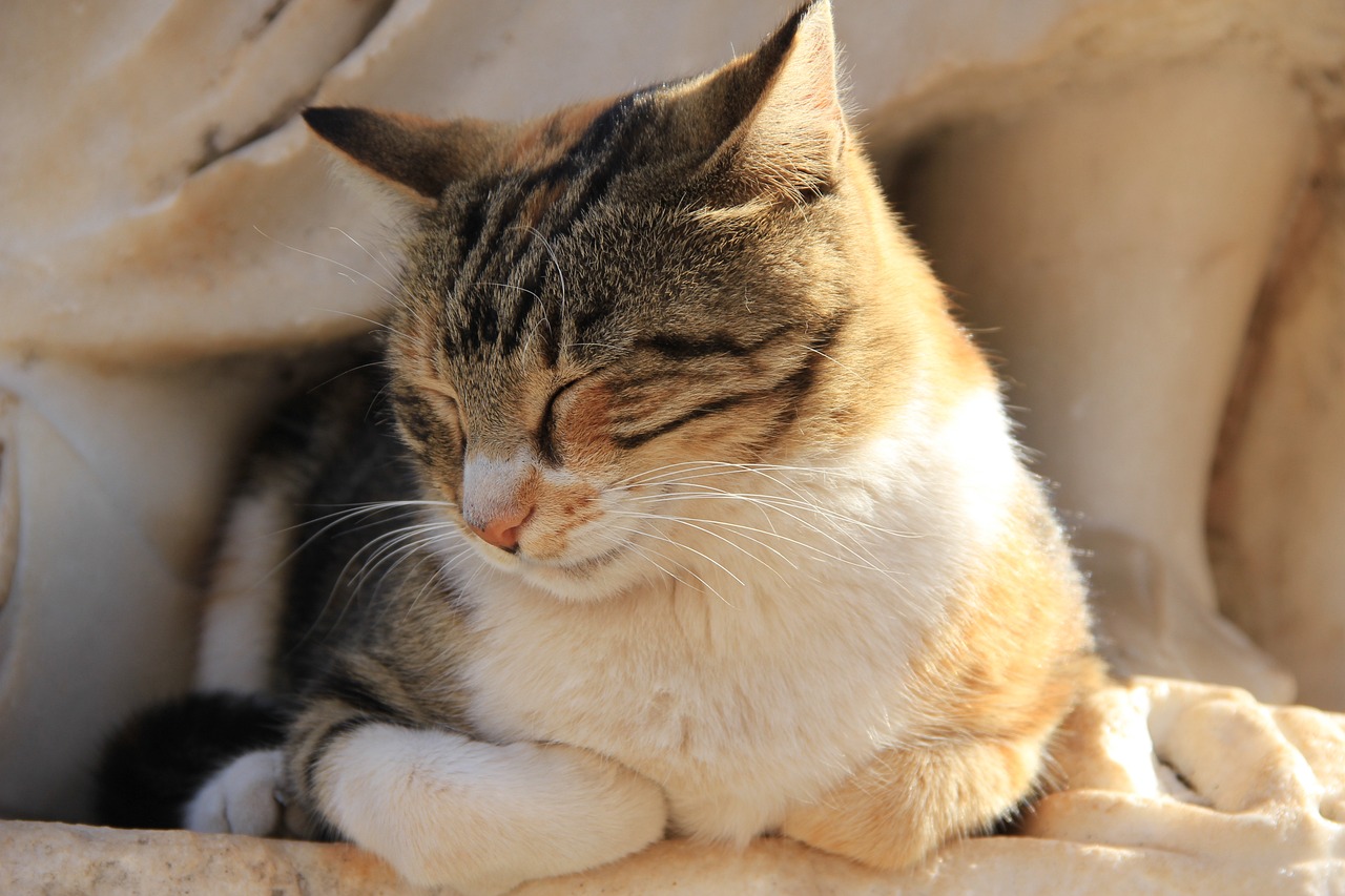 cat-868297_1280