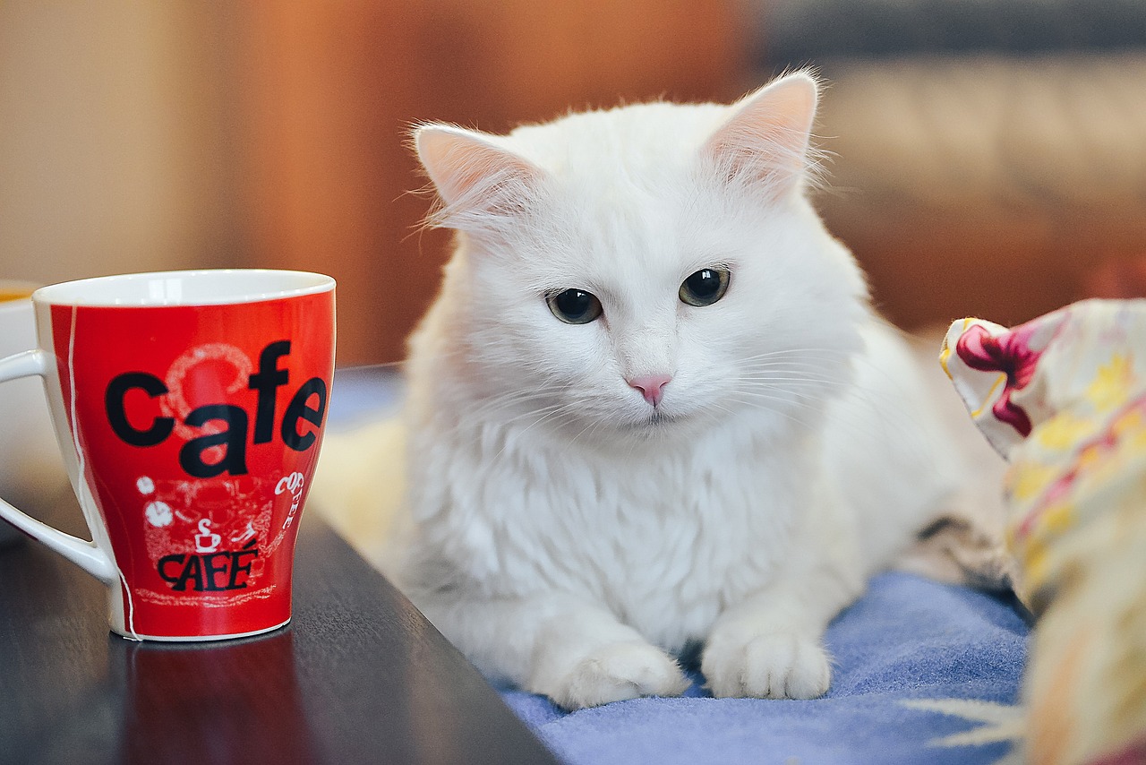 cat-drinking-tea-4597028_1280