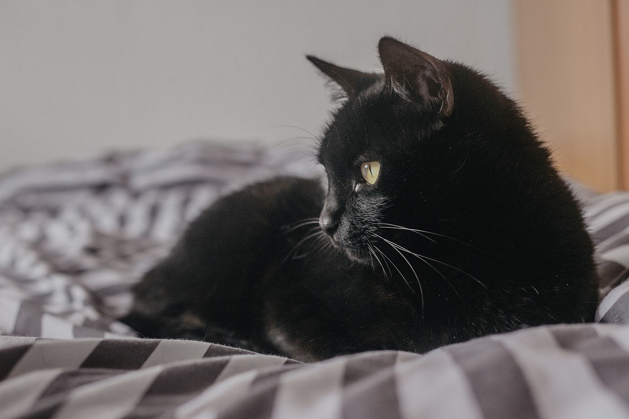 cat-gf6b7d2785_1280