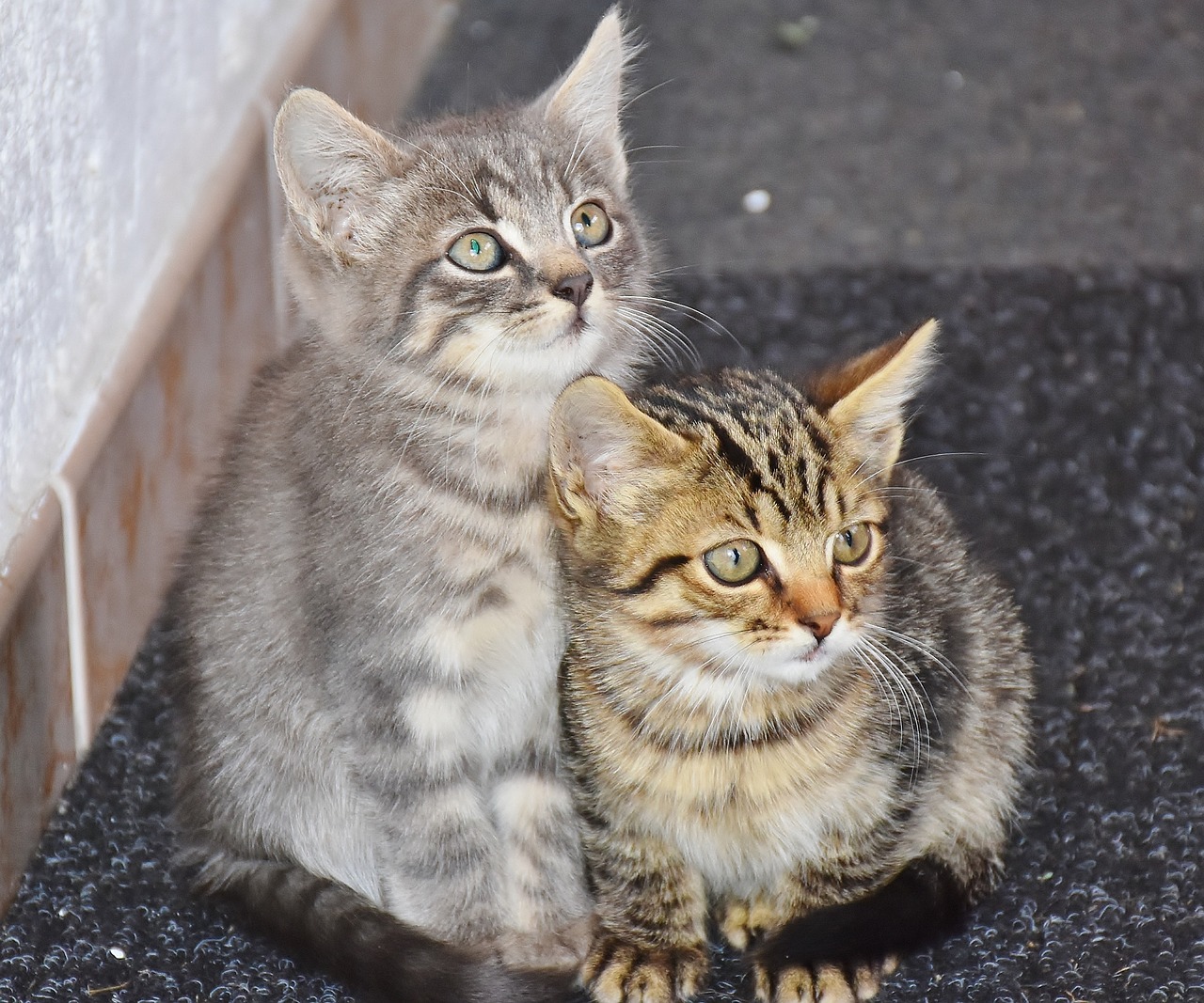 cats-1690258_1280