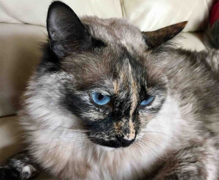 Le chat siamois à écailles de tortue Le chat siamois à écailles de tortue