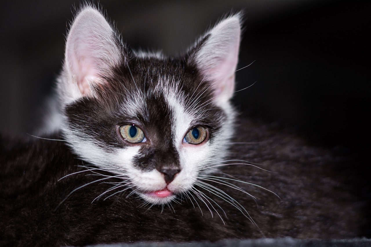 kitten-2119743_1280