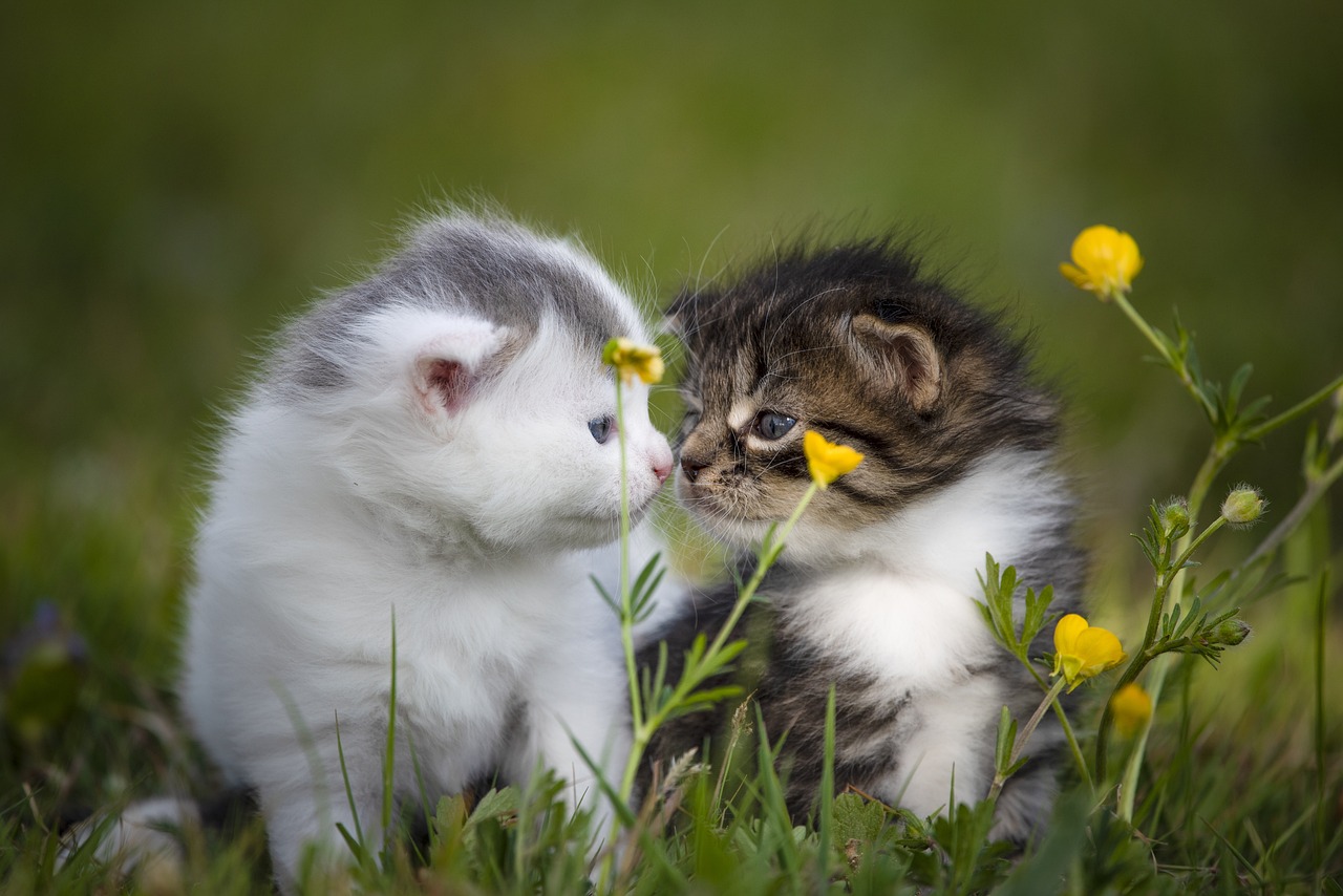 kitten-5124098_1280