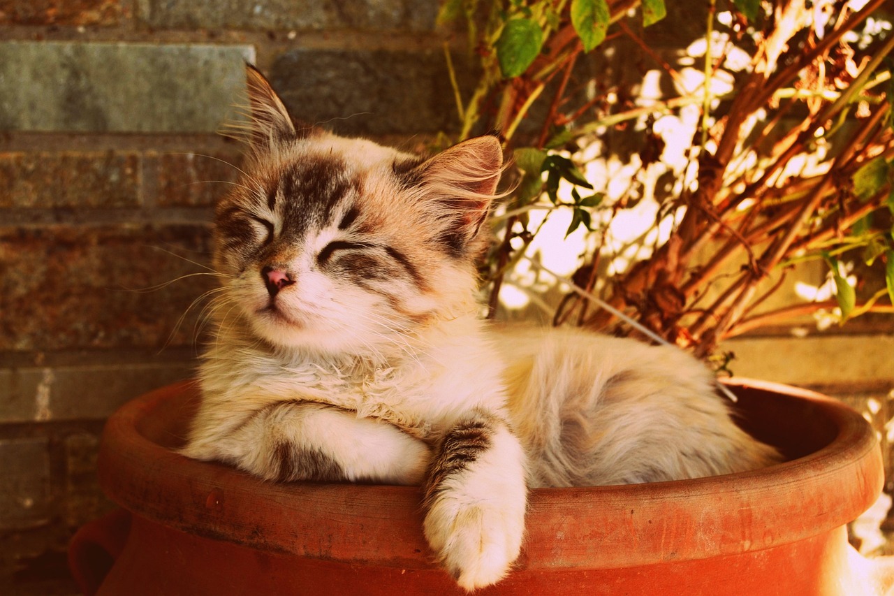kitten-asleep-in-a-pot-g0b5e69d98_1280