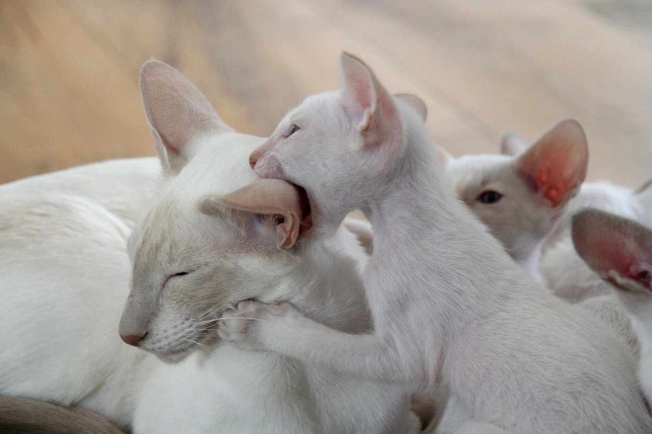 kitten-g4e892db00_1280