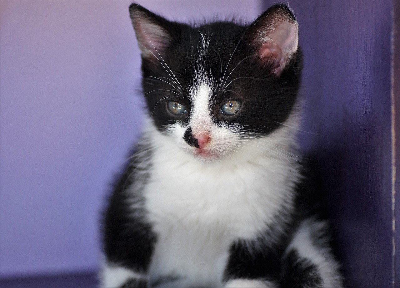 kitten-g957094086_1280