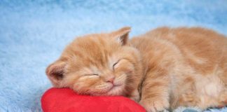 Pourquoi mon chat dort-il autant