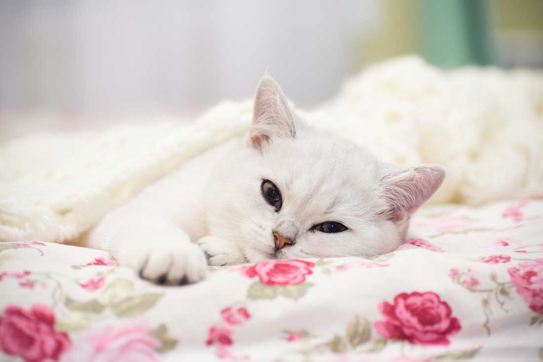 races de chat qui vont beaucoup se reposer
