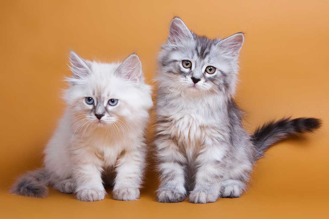 races de chat qui font bon ménage avec leurs congénères
