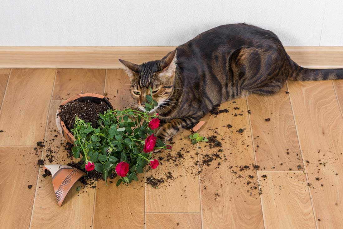 races de chat qui sont les plus pénibles
