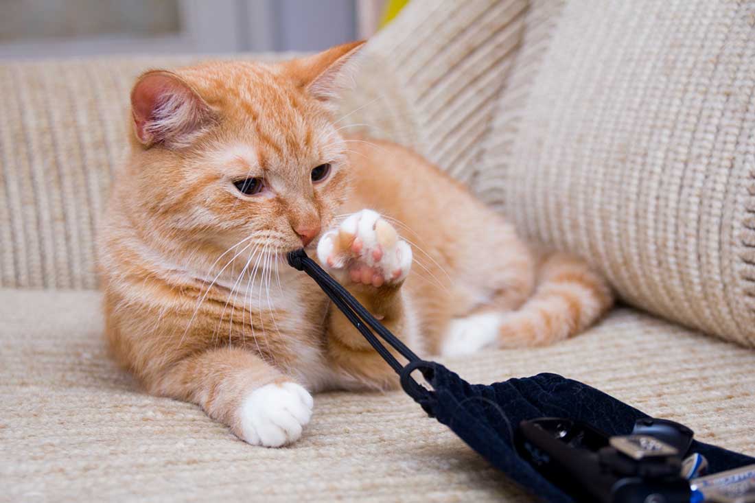 races de chat qui sont les plus vigoureuses