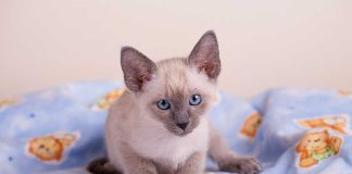 taille des chats siamois