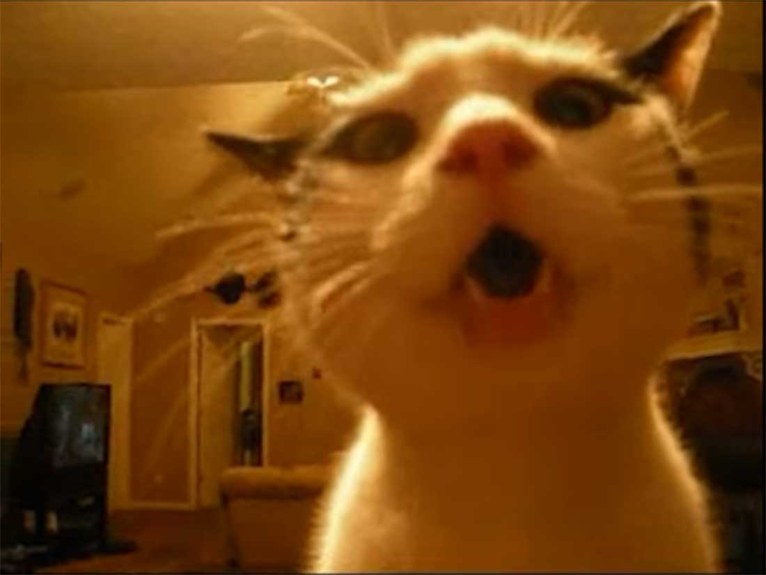 vidéo chat qui chante