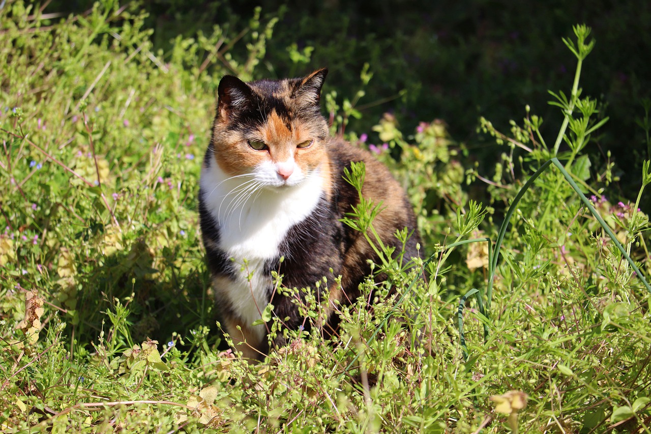 calico-cat-gd2b5b710f_1280