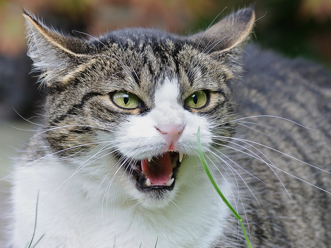 cat-1865538_1280 (1)