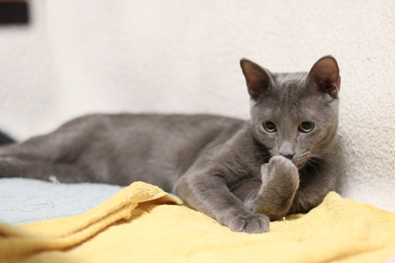 cat-2480778_1280