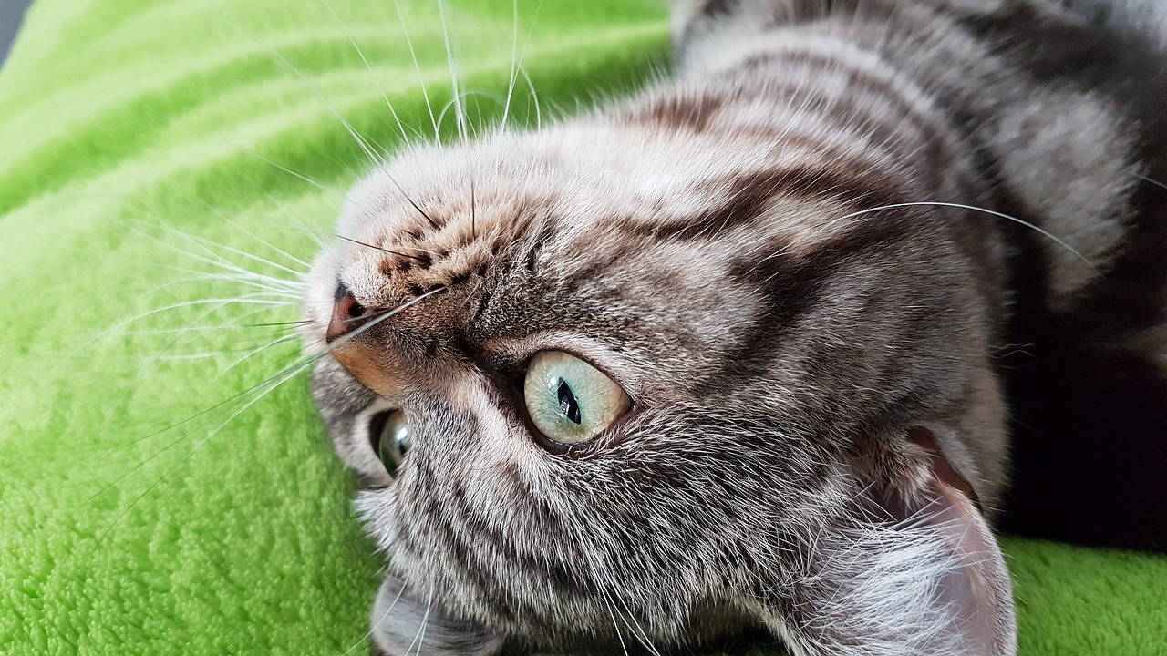 cat-2725996_1280