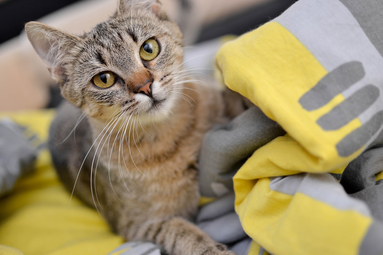 cat-3031683_1280