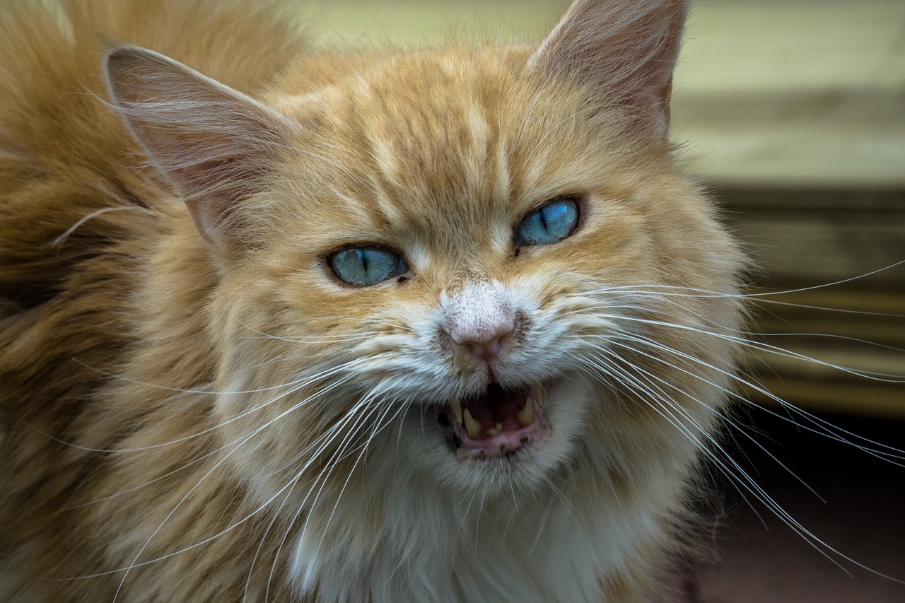 cat-3168189_1280