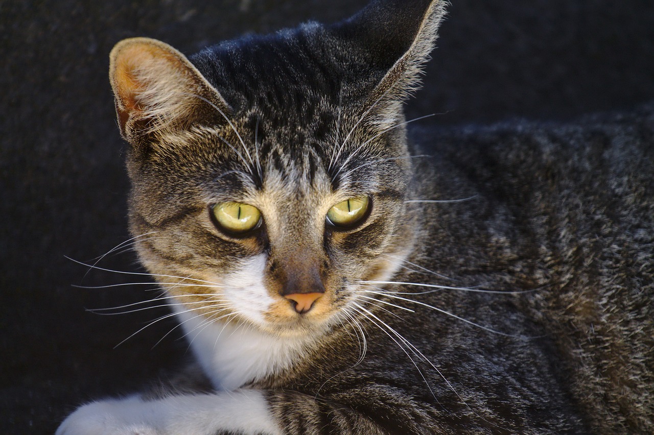 cat-420274_1280