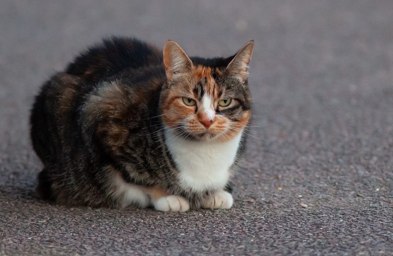 cat-4317296_1280