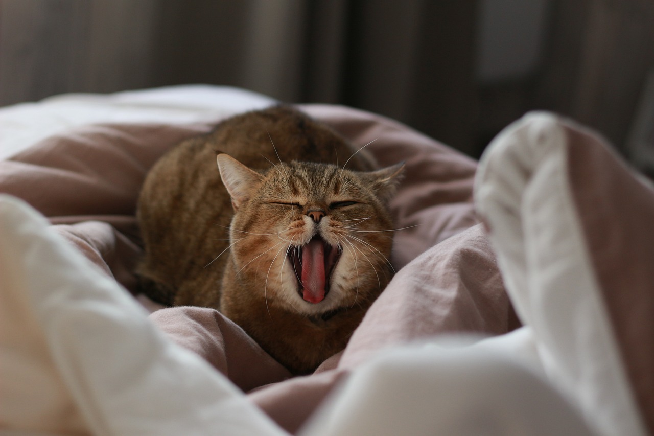 cat-4542301_1280