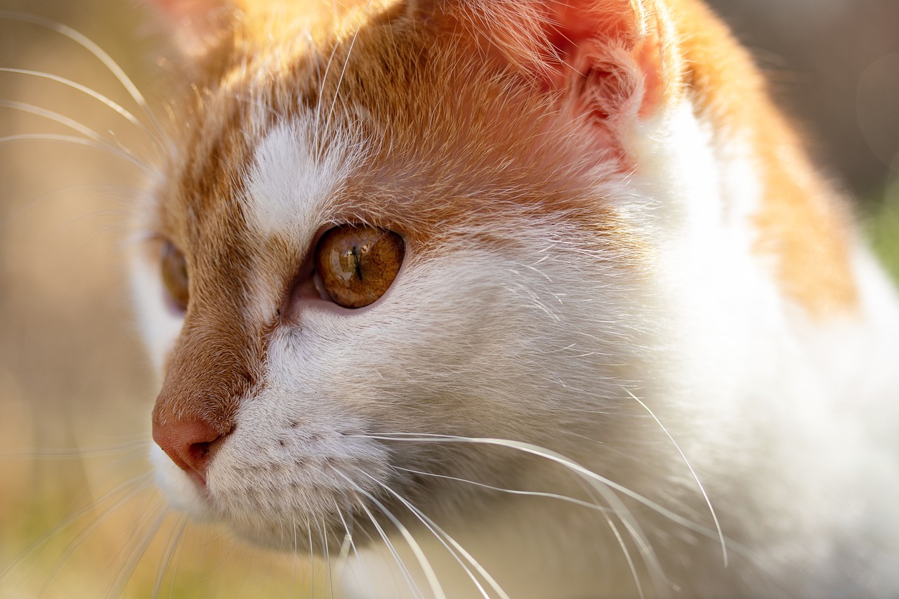 cat-4725656_1280