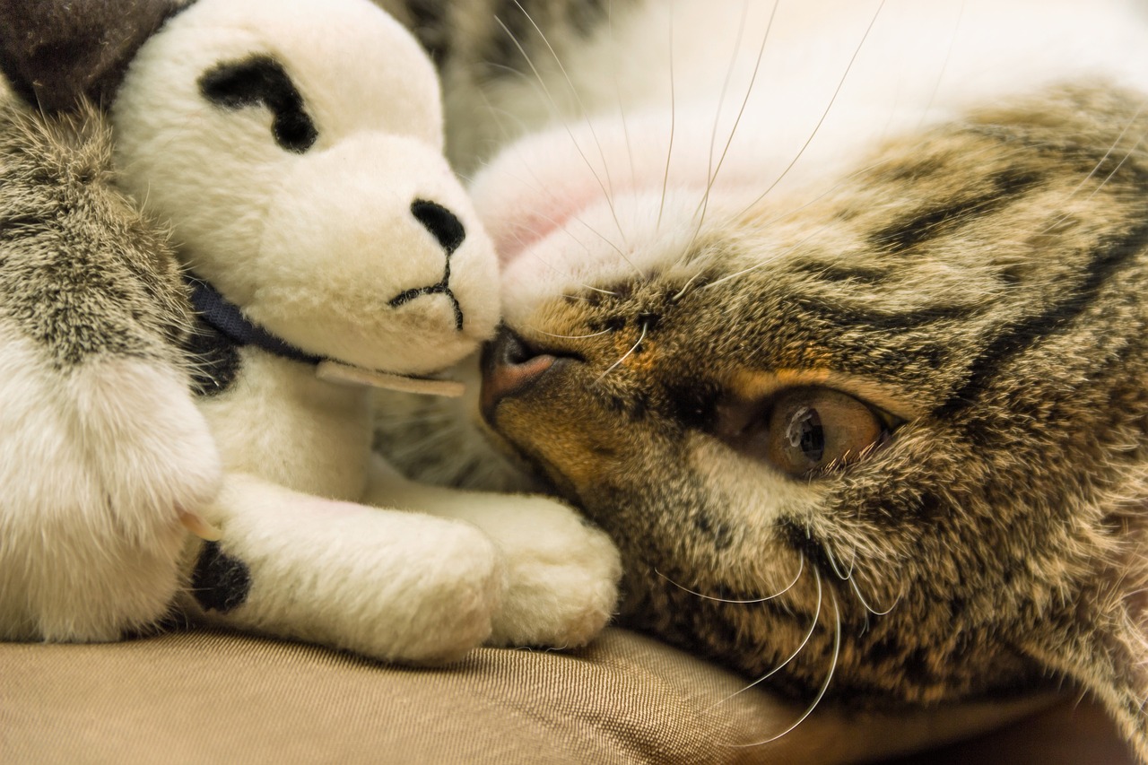 cat-5132412_1280