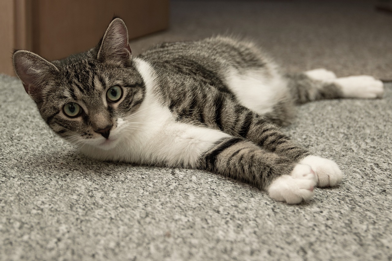 cat-5148525_1280