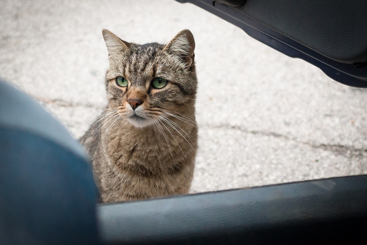 cat-5226398_1280