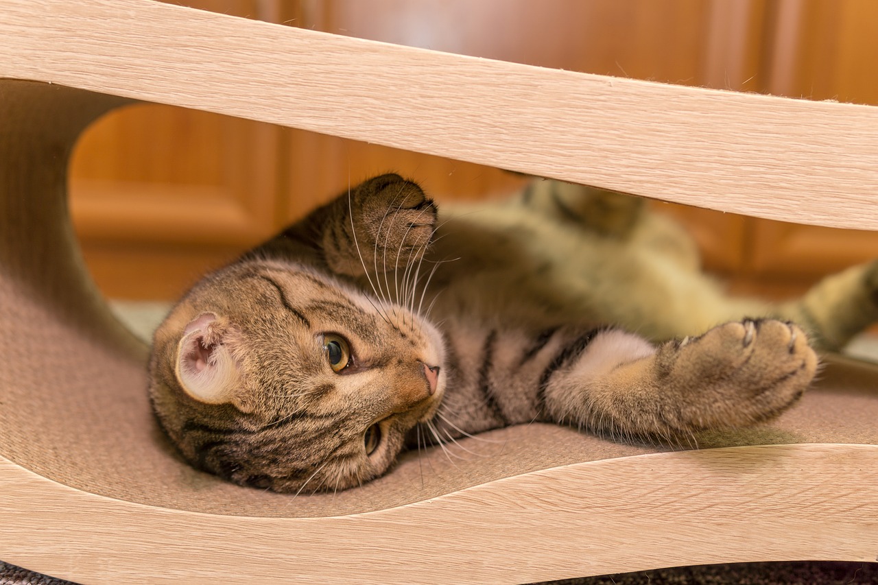 cat-5403170_1280