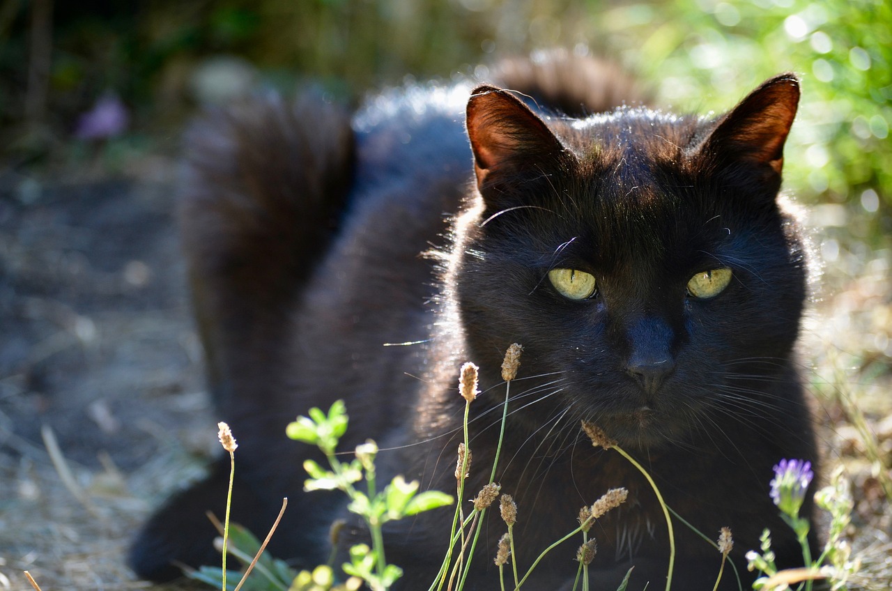 cat-5498140_1280