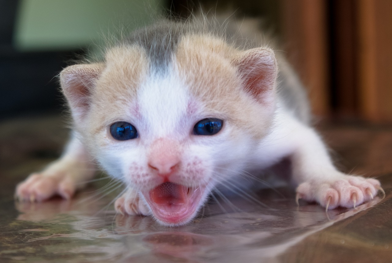 cat-579166_1280