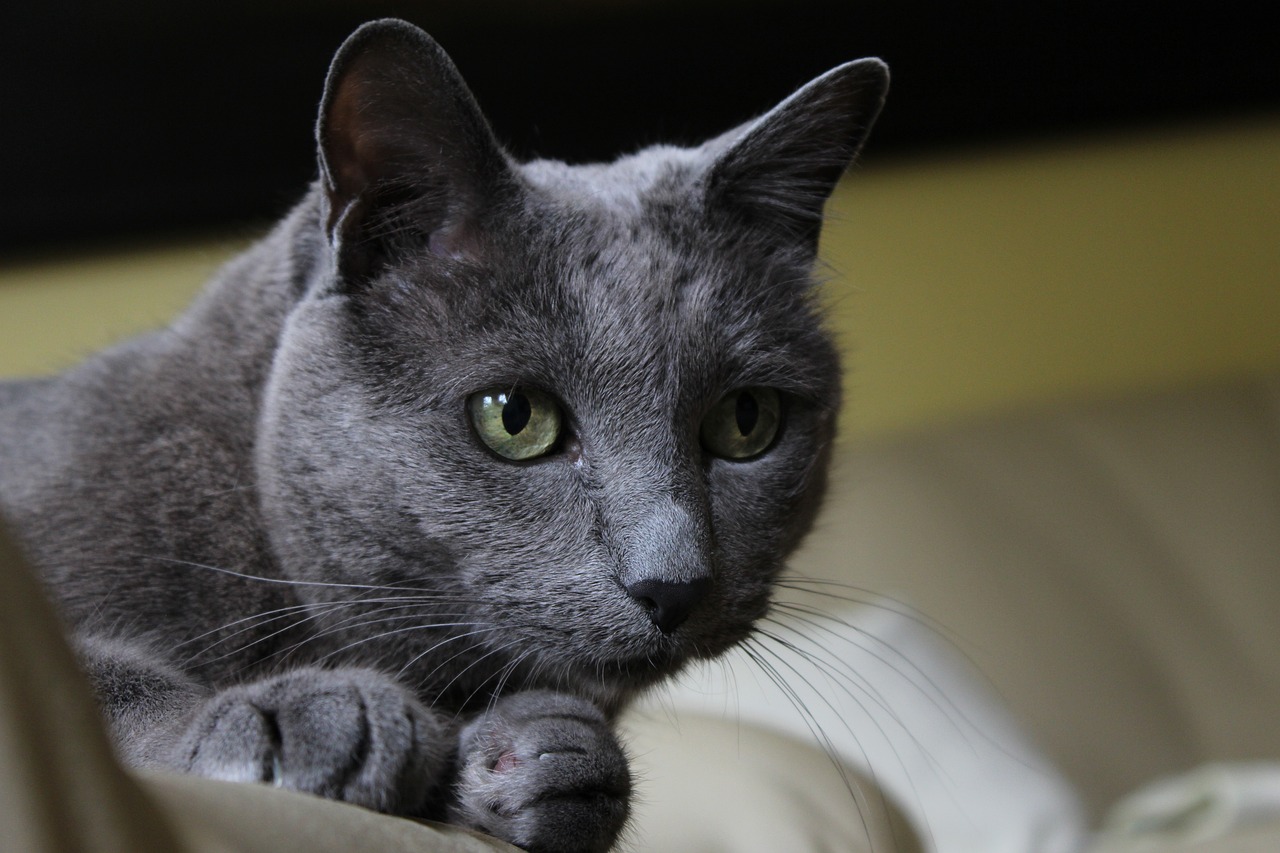 cat-5799073_1280