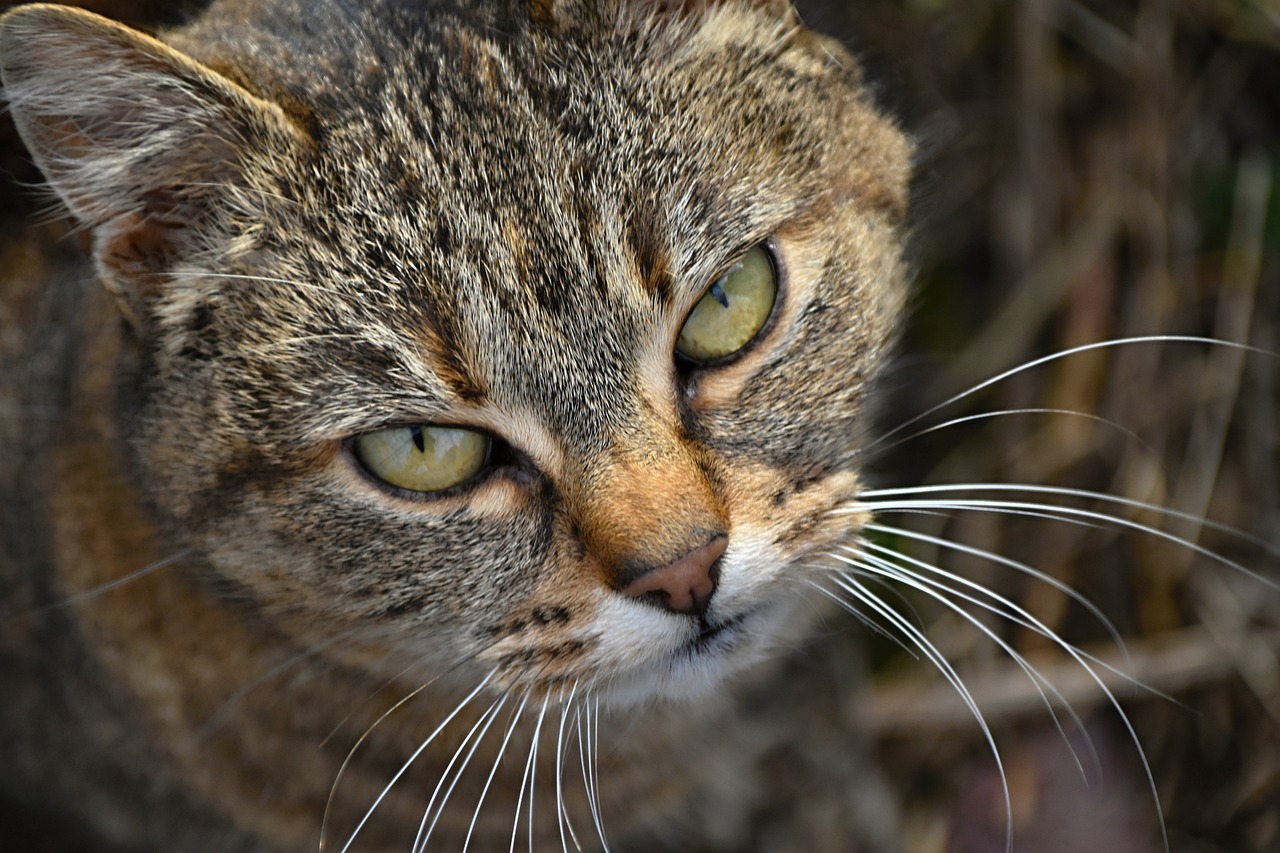 cat-5904540_1280