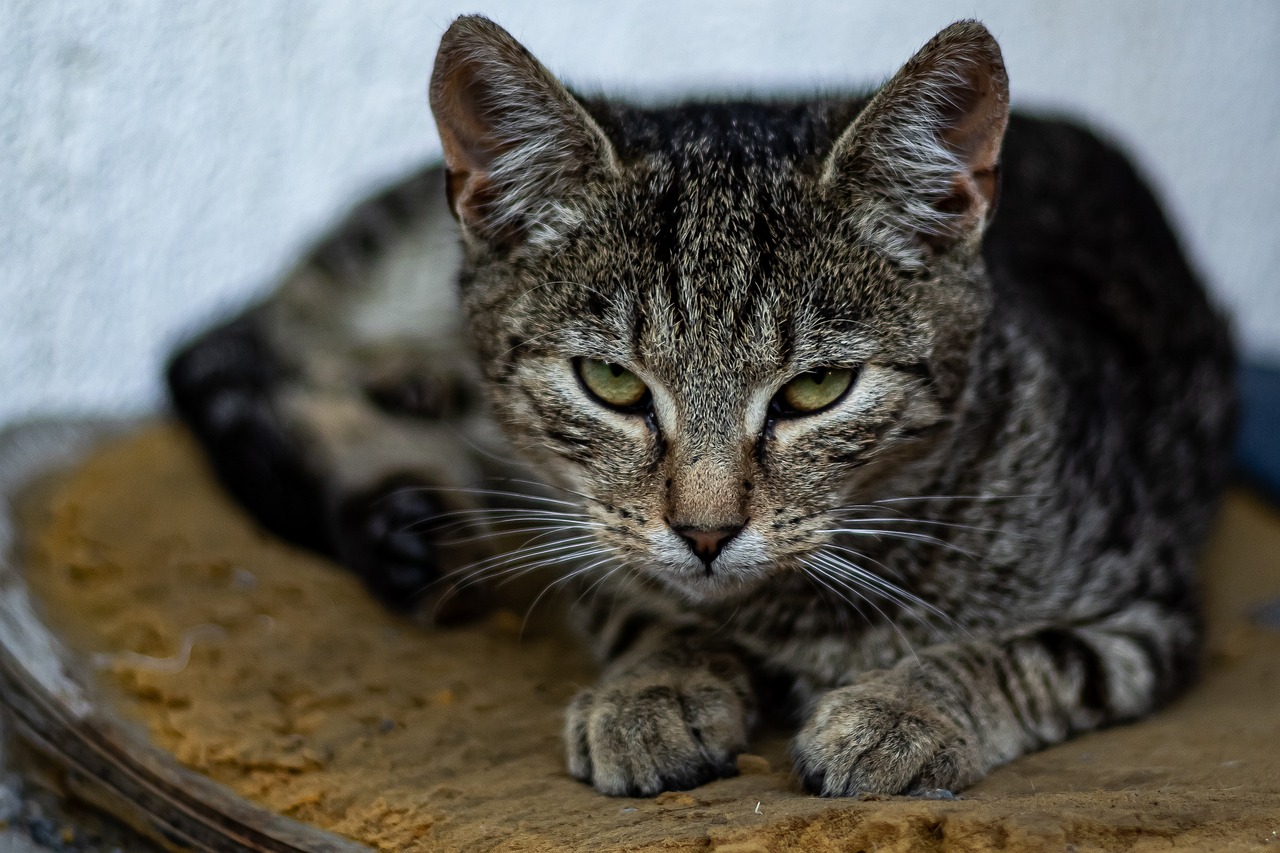 cat-6878367_1280