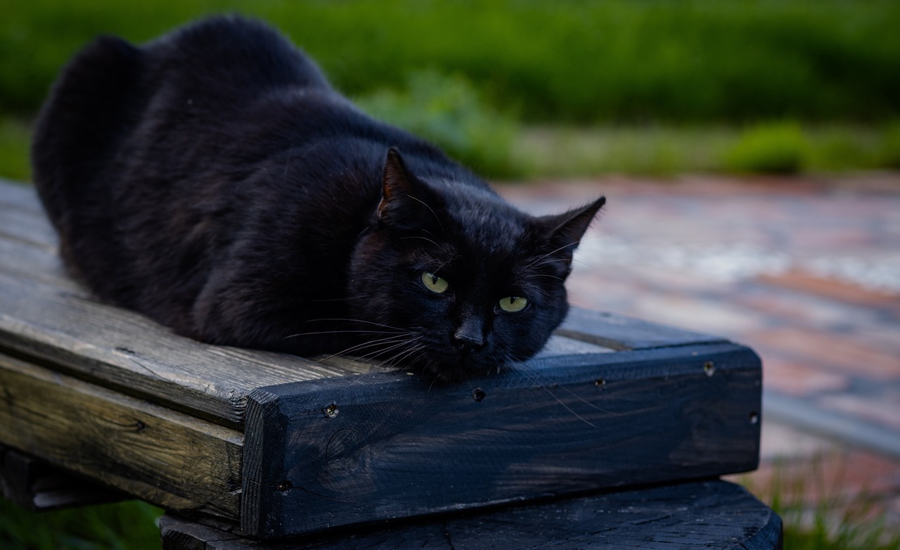 cat-7455300_1280