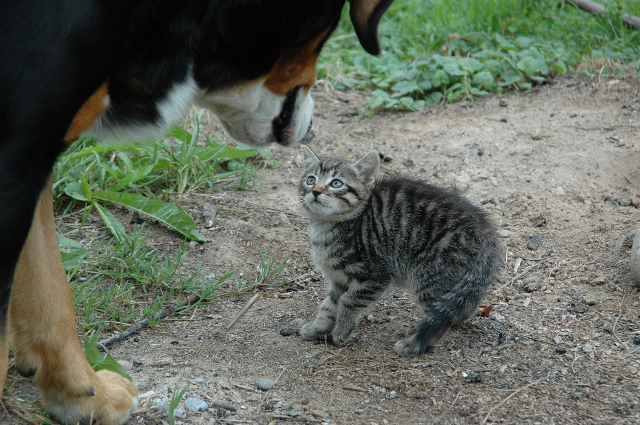 cat-g01eba0a7e_1280