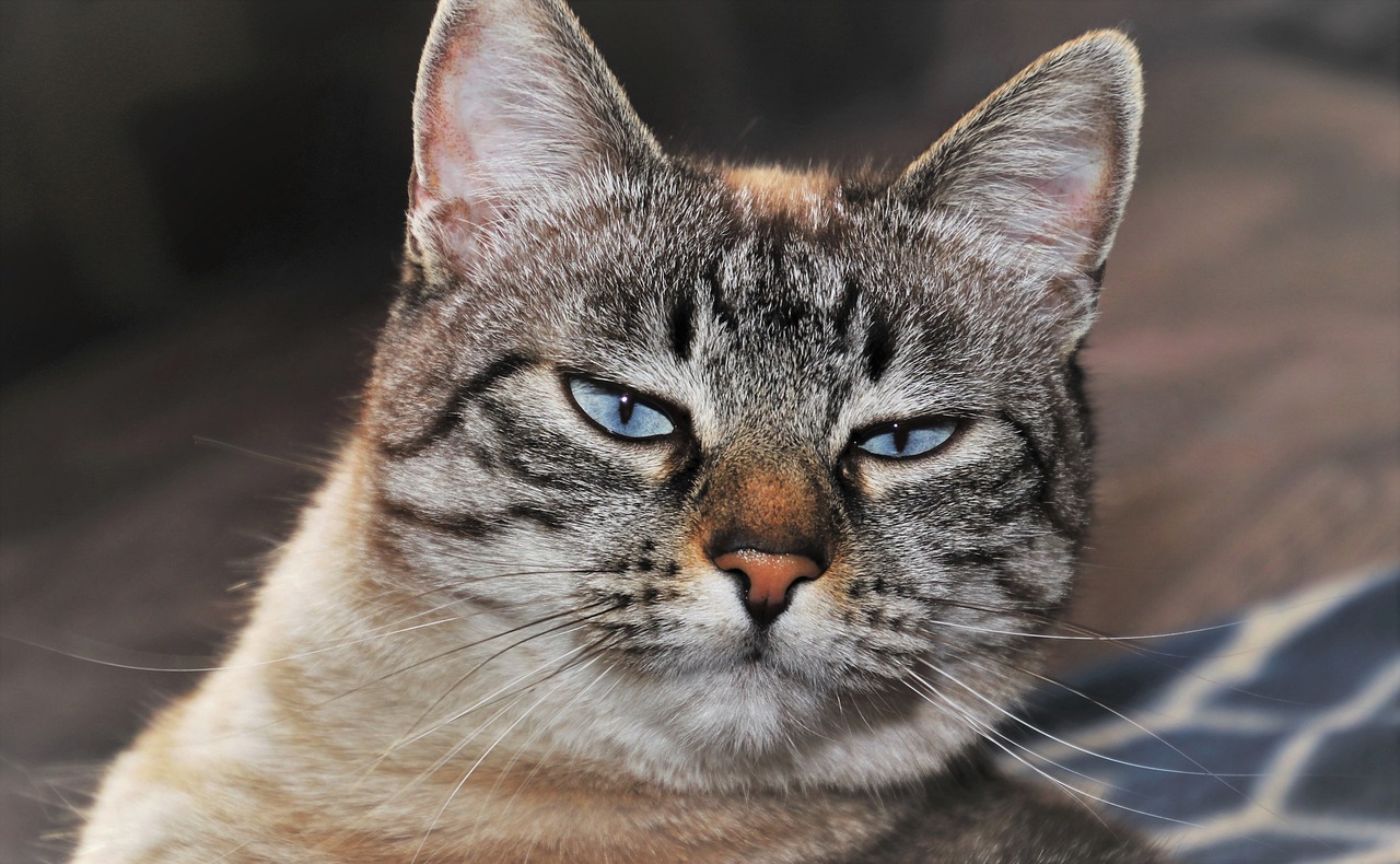 cat-g04f6ffa25_1280