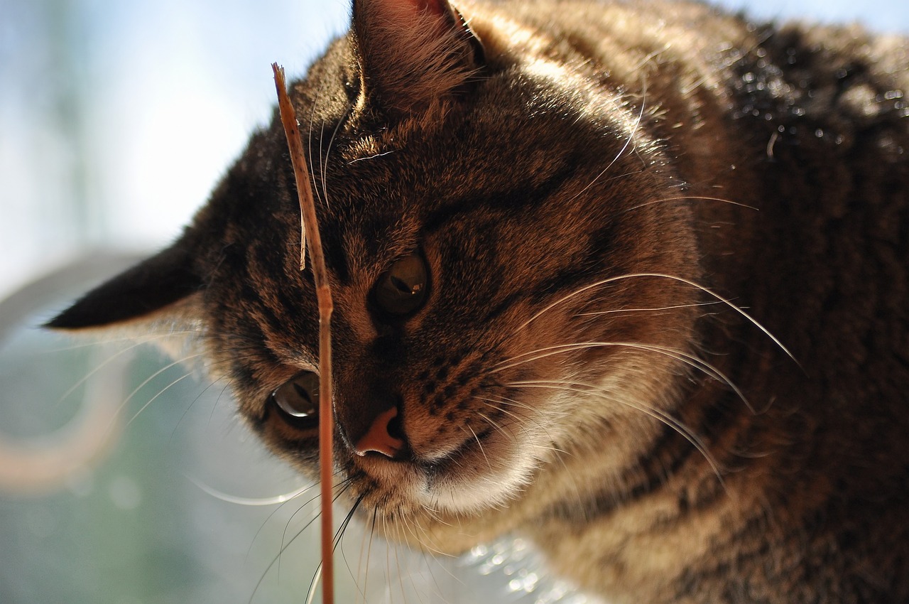cat-g0570ad045_1280