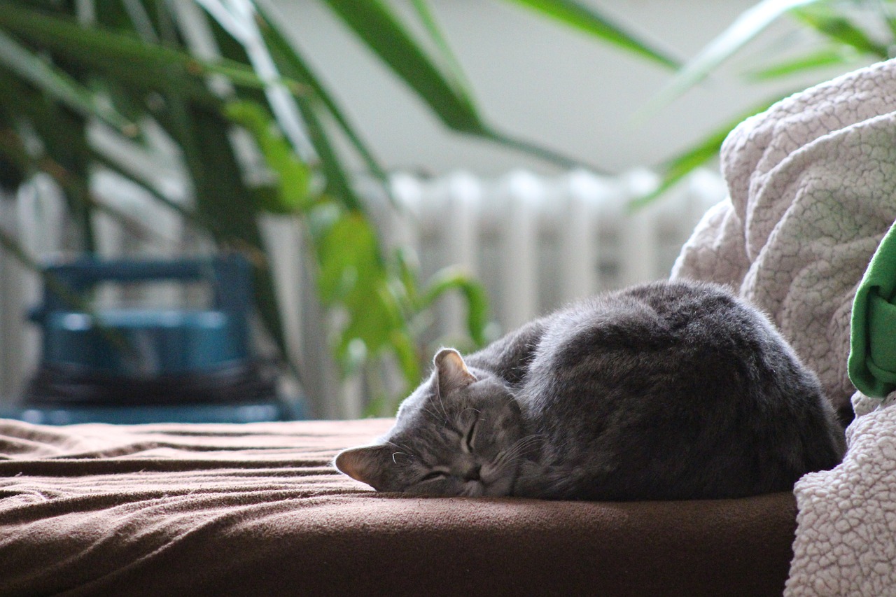 cat-g05ed4643d_1280