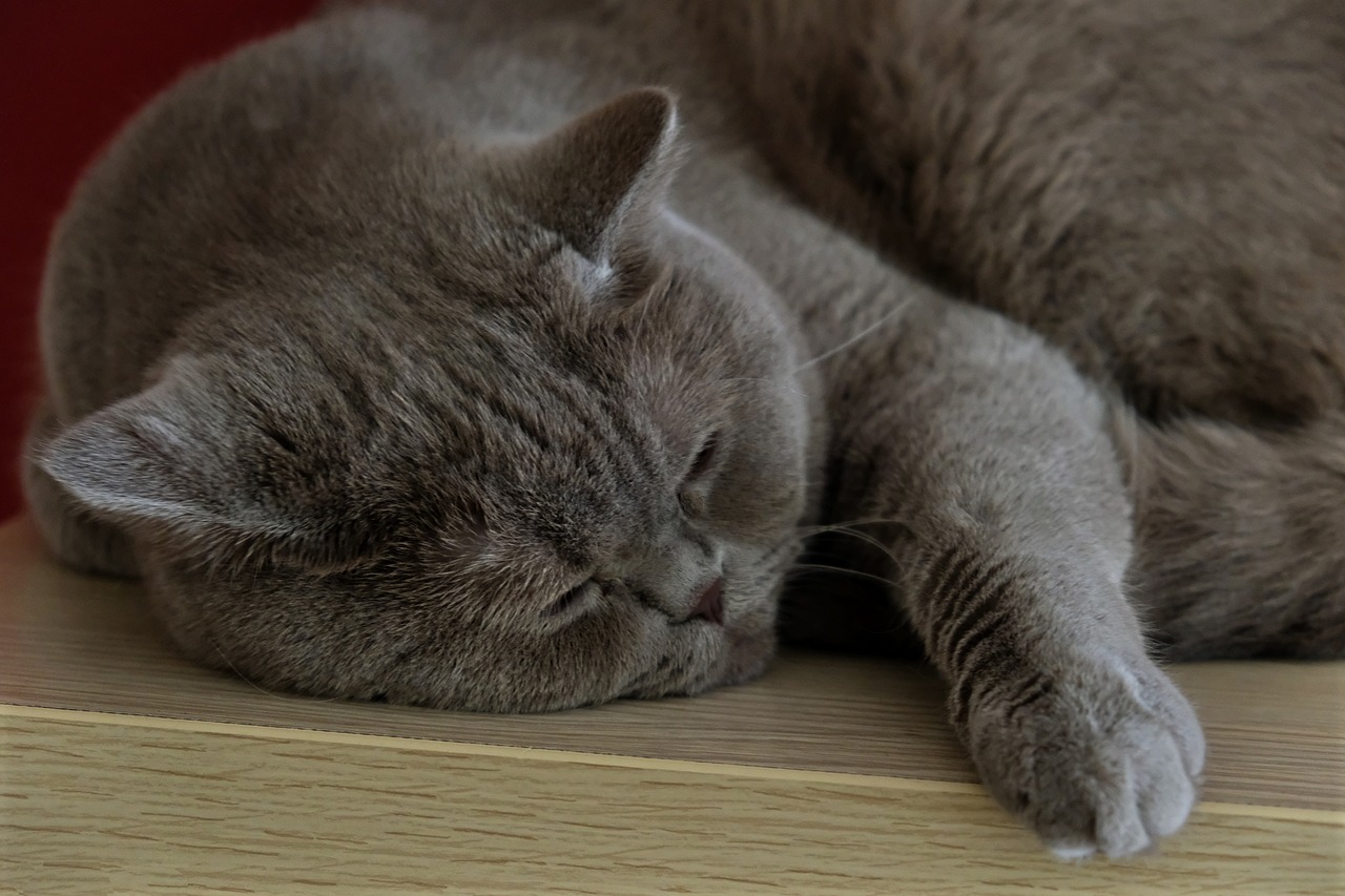 cat-g08cbeee8b_1280