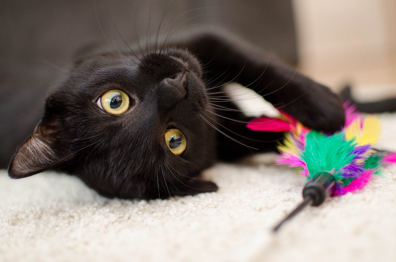 cat-g12df7c875_1280