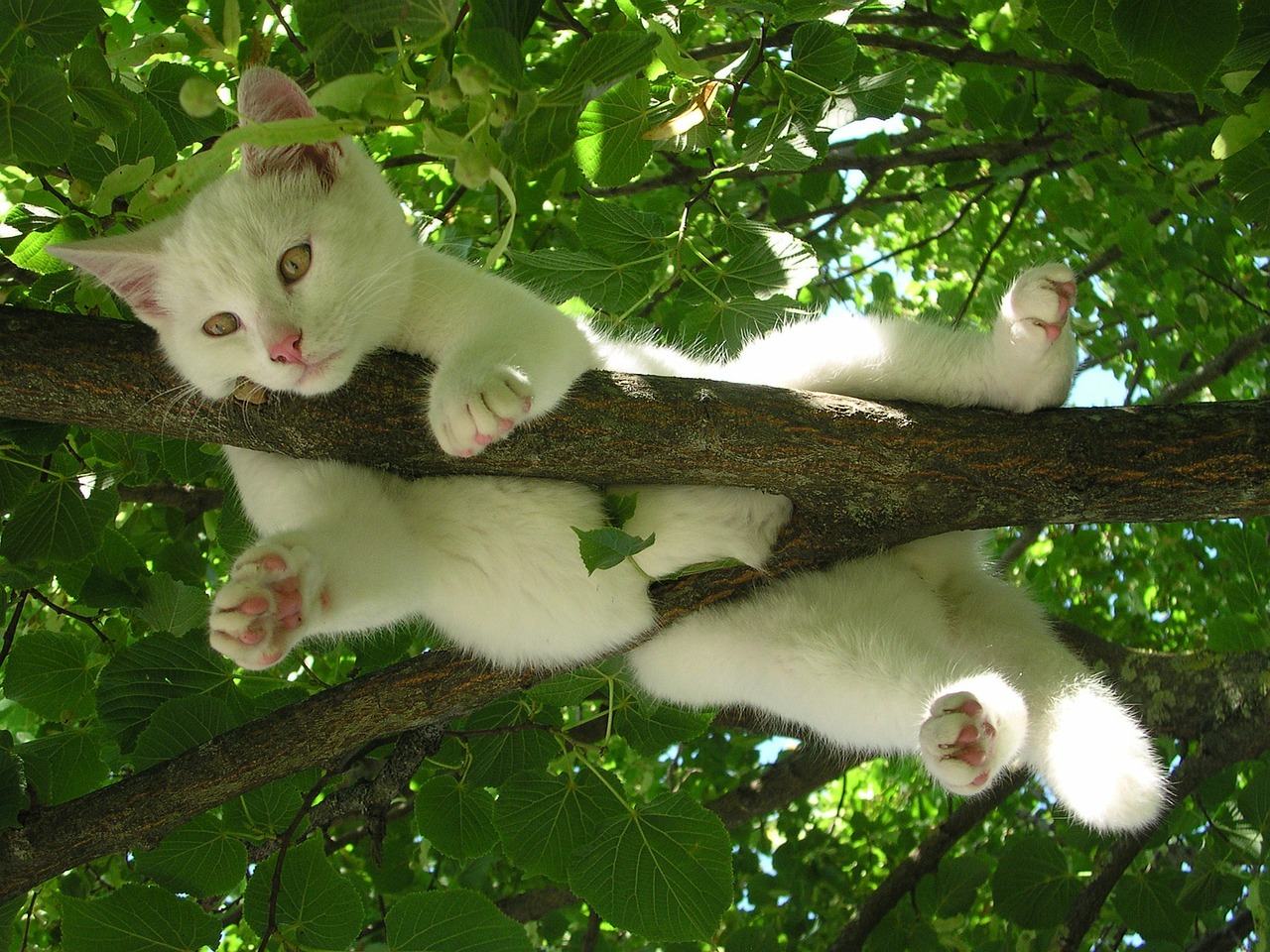 cat-g1637ced96_1280